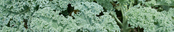 health-benefits-of-kale