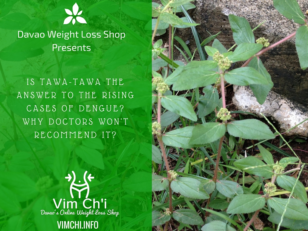 Natural Treatment for Dengue – How About Tawa-Tawa?