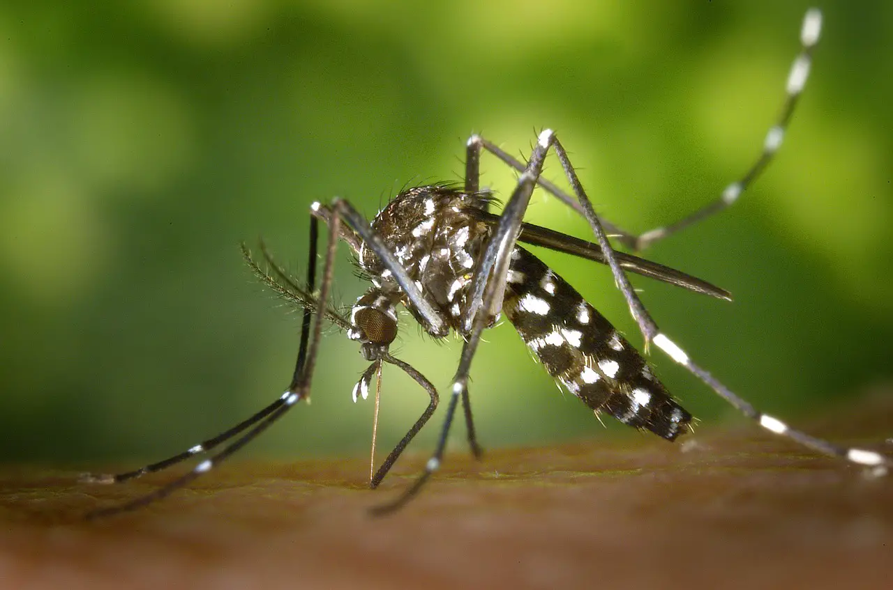 First Anti-Dengue Vaccine Approved to Be Used in the Philippines