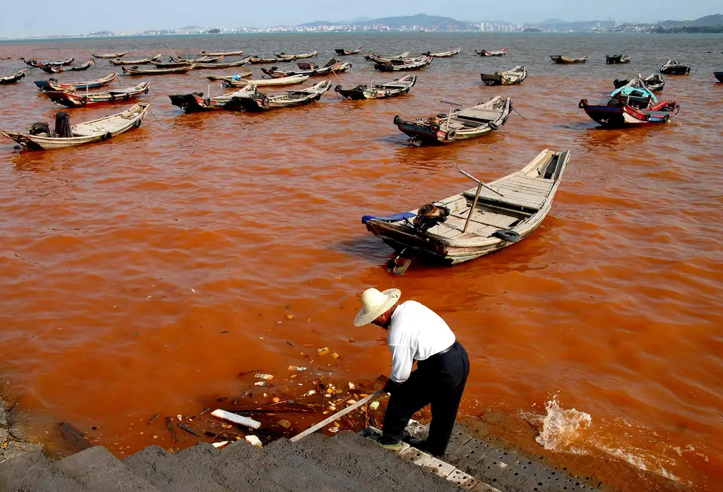 Worst Red Tide May Affect the Eastern Visayas – What Causes It?