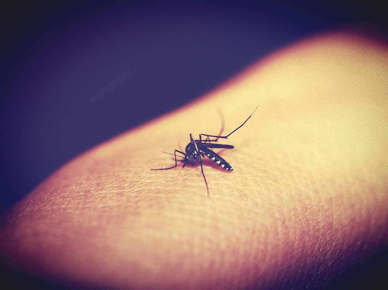 Dengue Vaccine Will Be Available Next Week - Who Can Benefit from It?