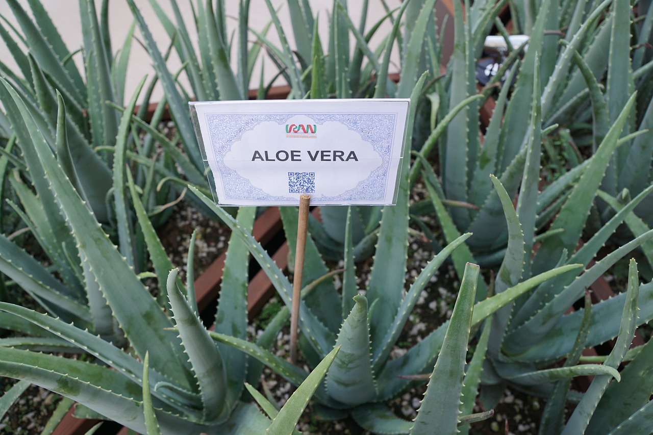 What Does an Aloe Vera Gel Do? 