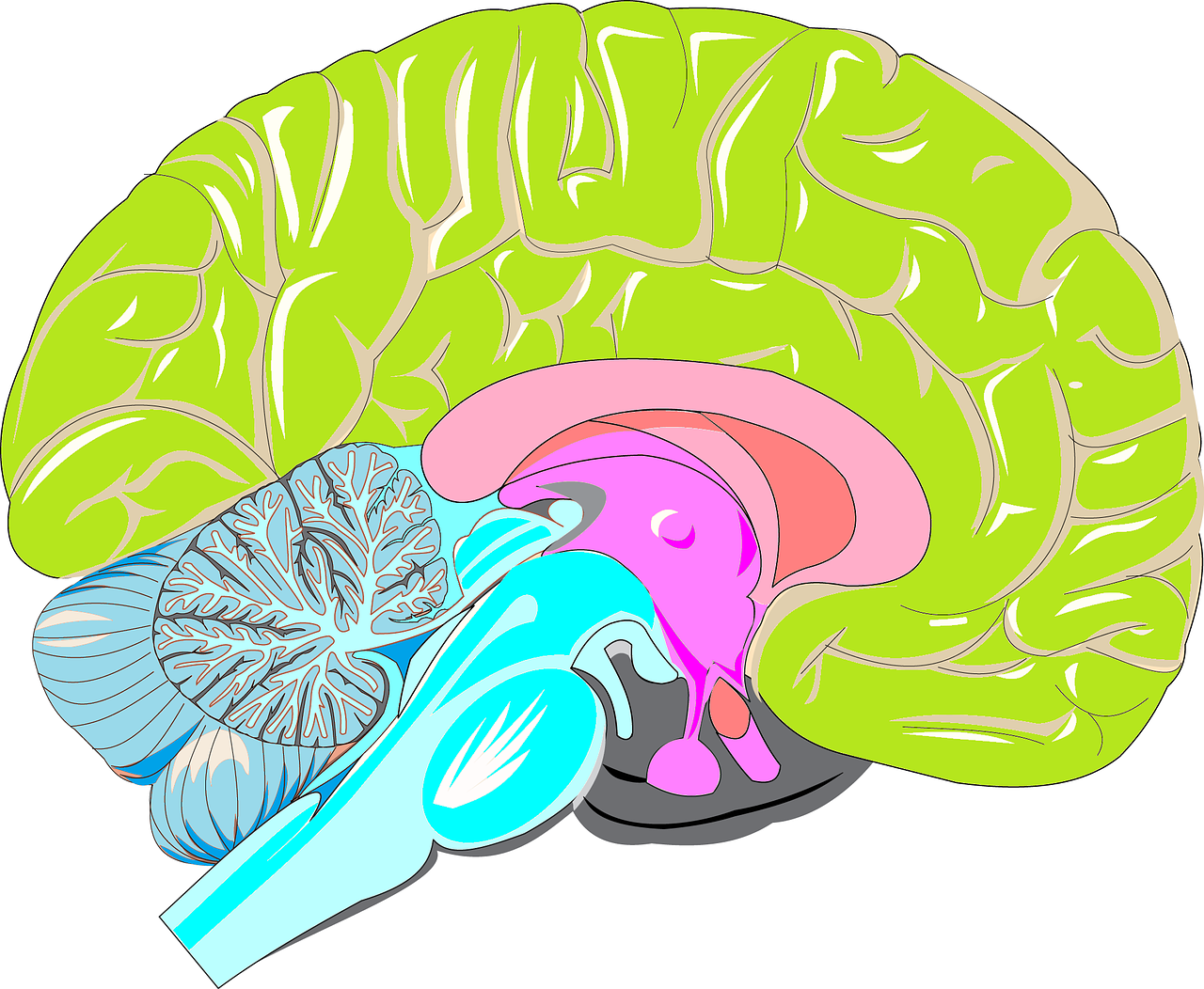 Is Brain Inflammation A Consequence Of Obesity?