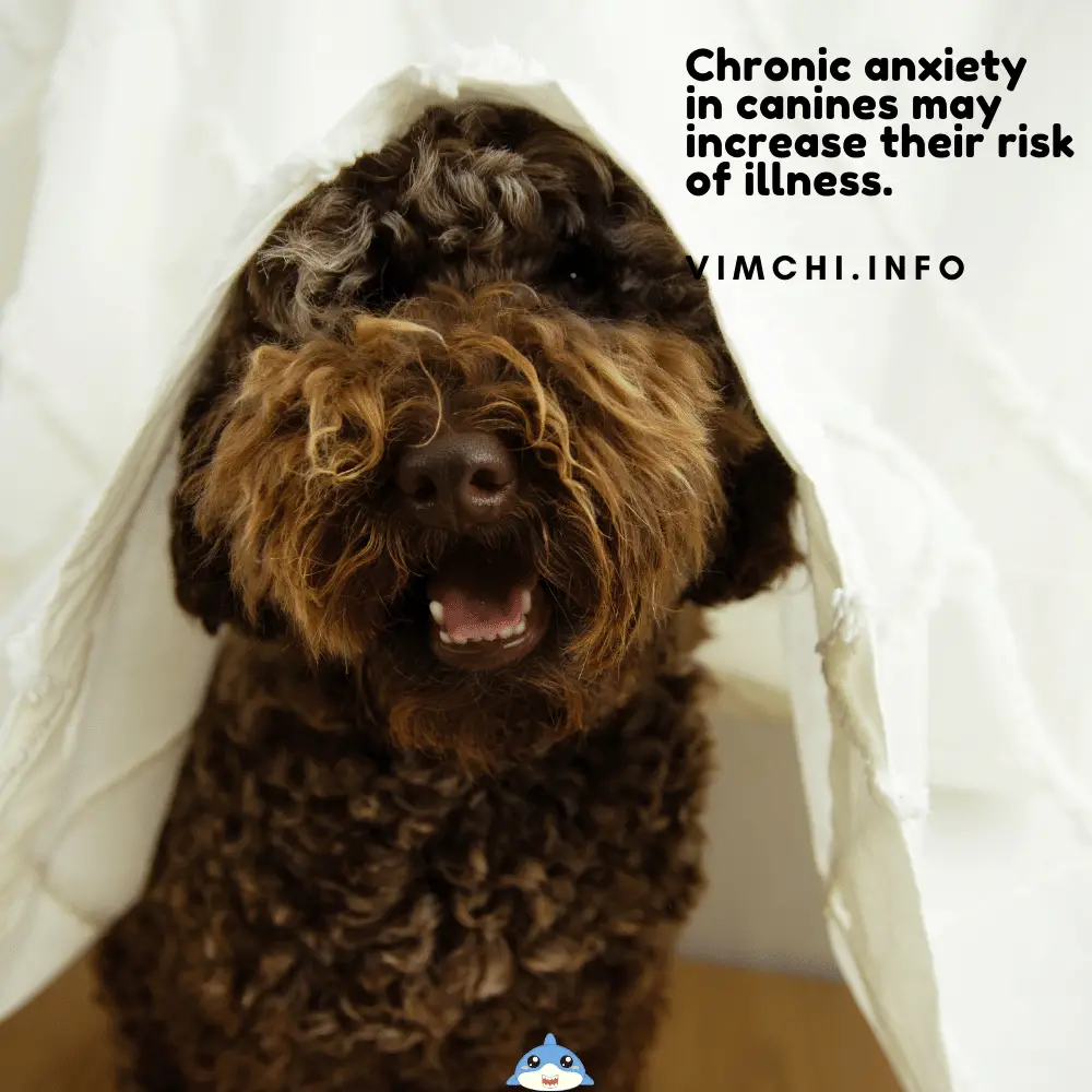 cbd for dogs for chronic anxiety canines