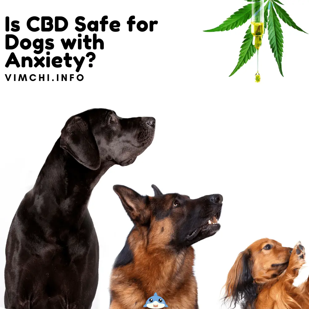 is cbd safe for dogs with anxiety