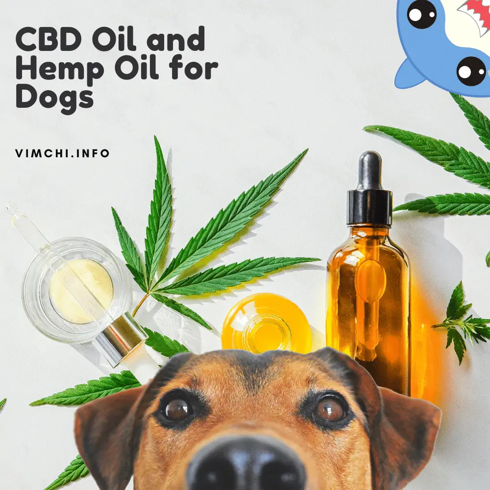 Is CBD Oil for Dogs the Same as Hemp Oil featured