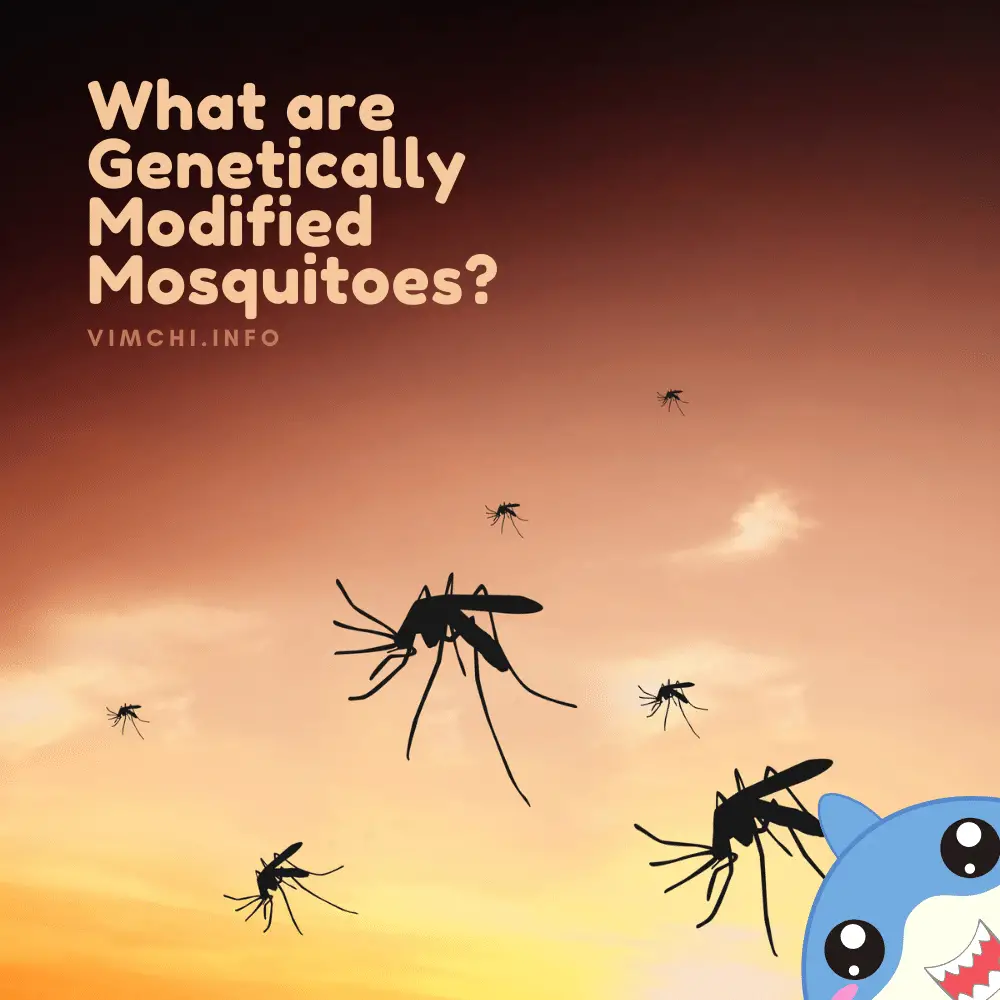 genetically modified mosquitoes what are they