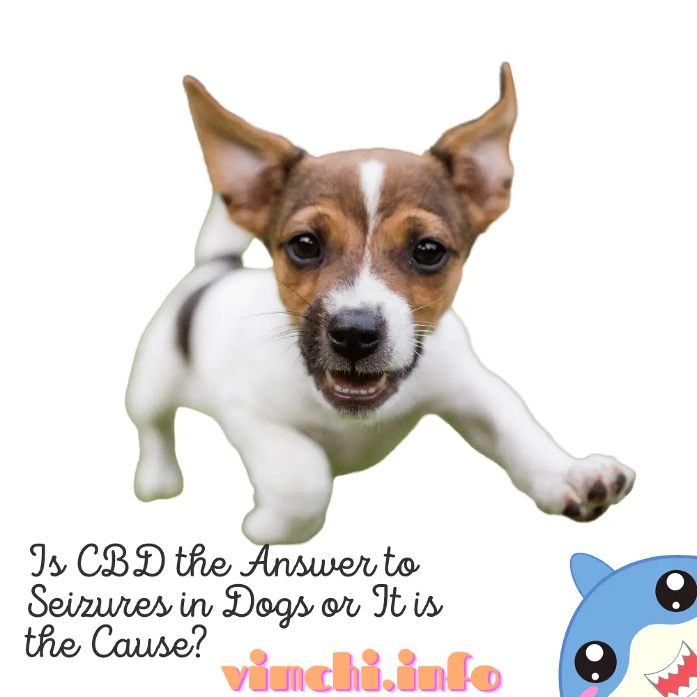 Can CBD for Dogs Cause Seizures