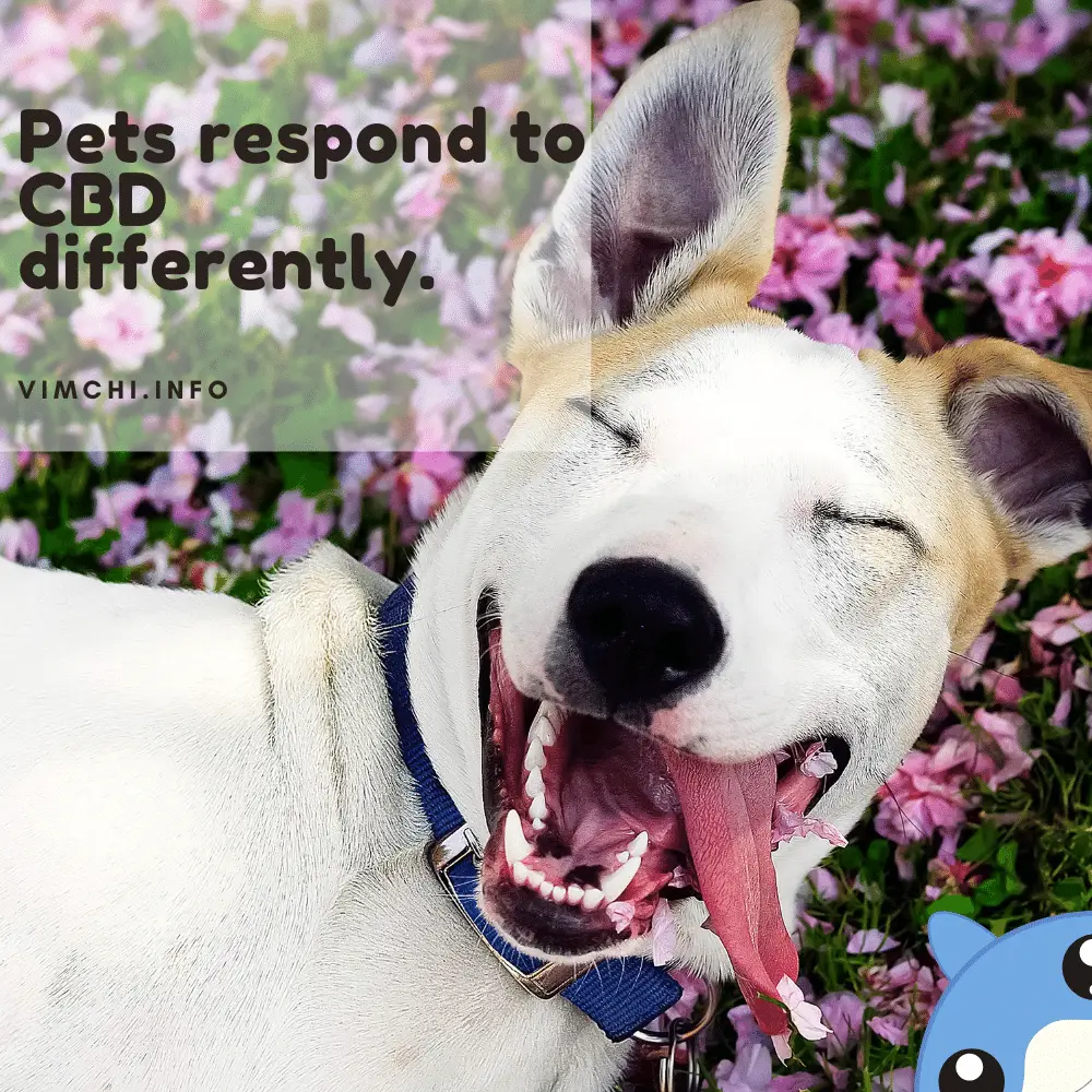 can cbd for dogs cause diarrhea - pets respond differently