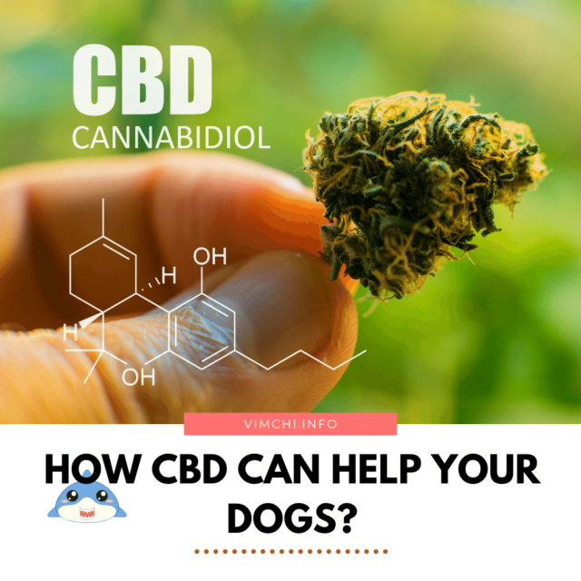 How Does CBD Help Dogs?