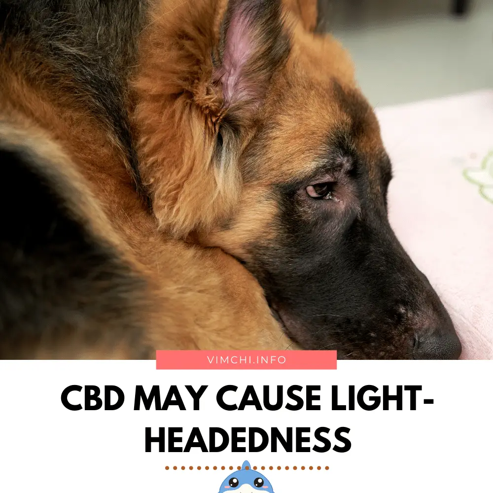 How Does CBD Help Dogs - lightheadedness