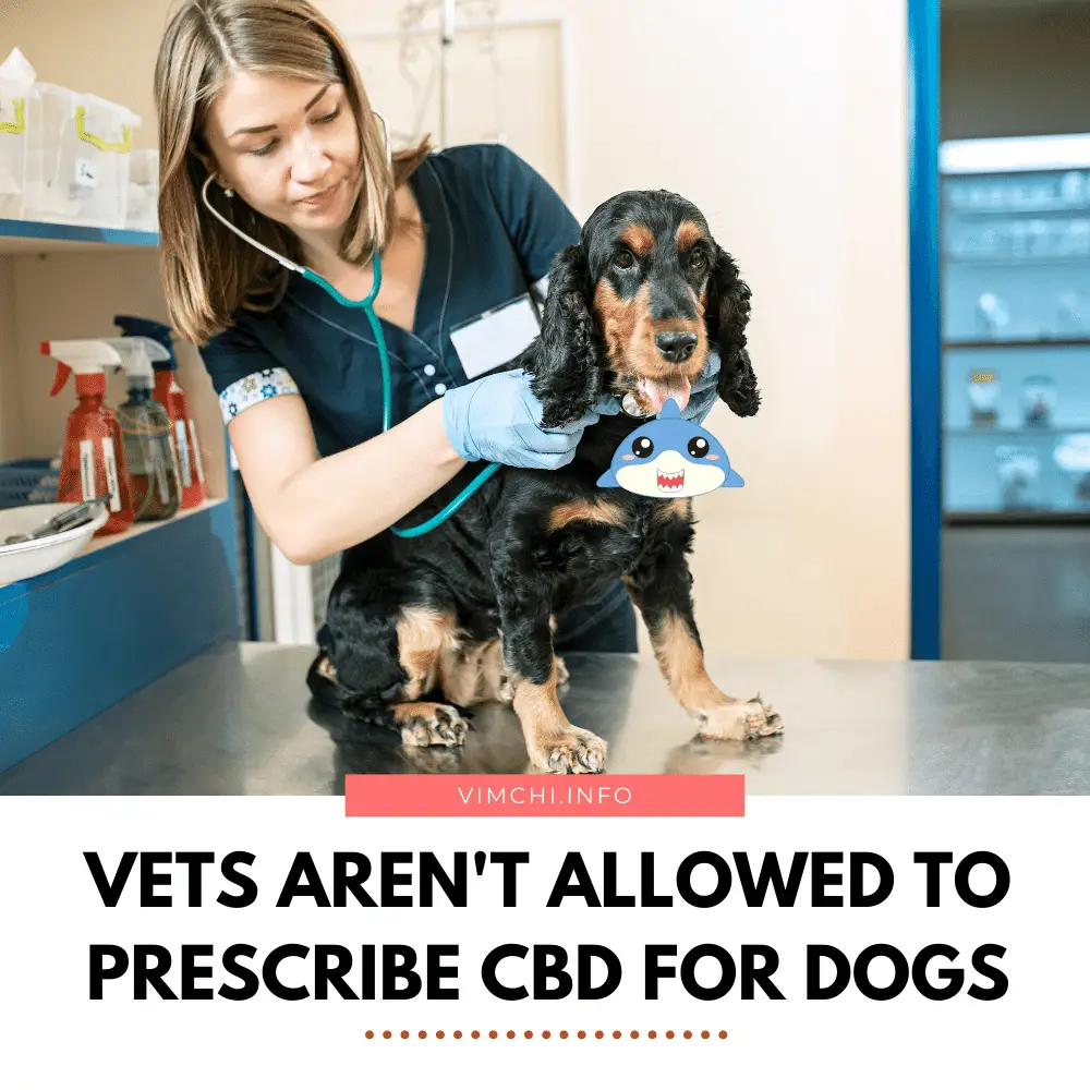 How Does CBD Help Dogs - vets