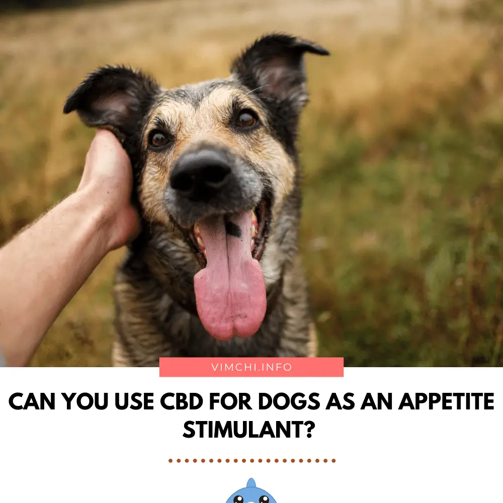 Appetite Stimulants for Dogs