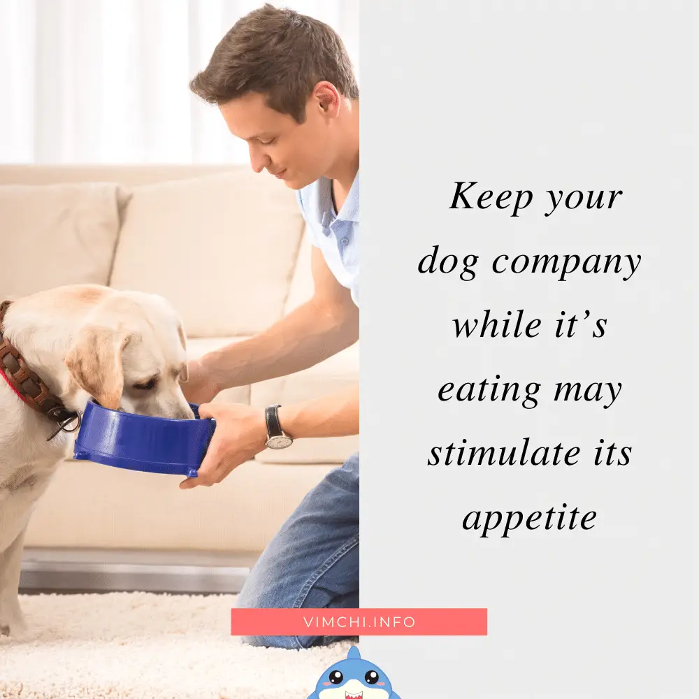 Appetite Stimulants for Dogs - keep it company