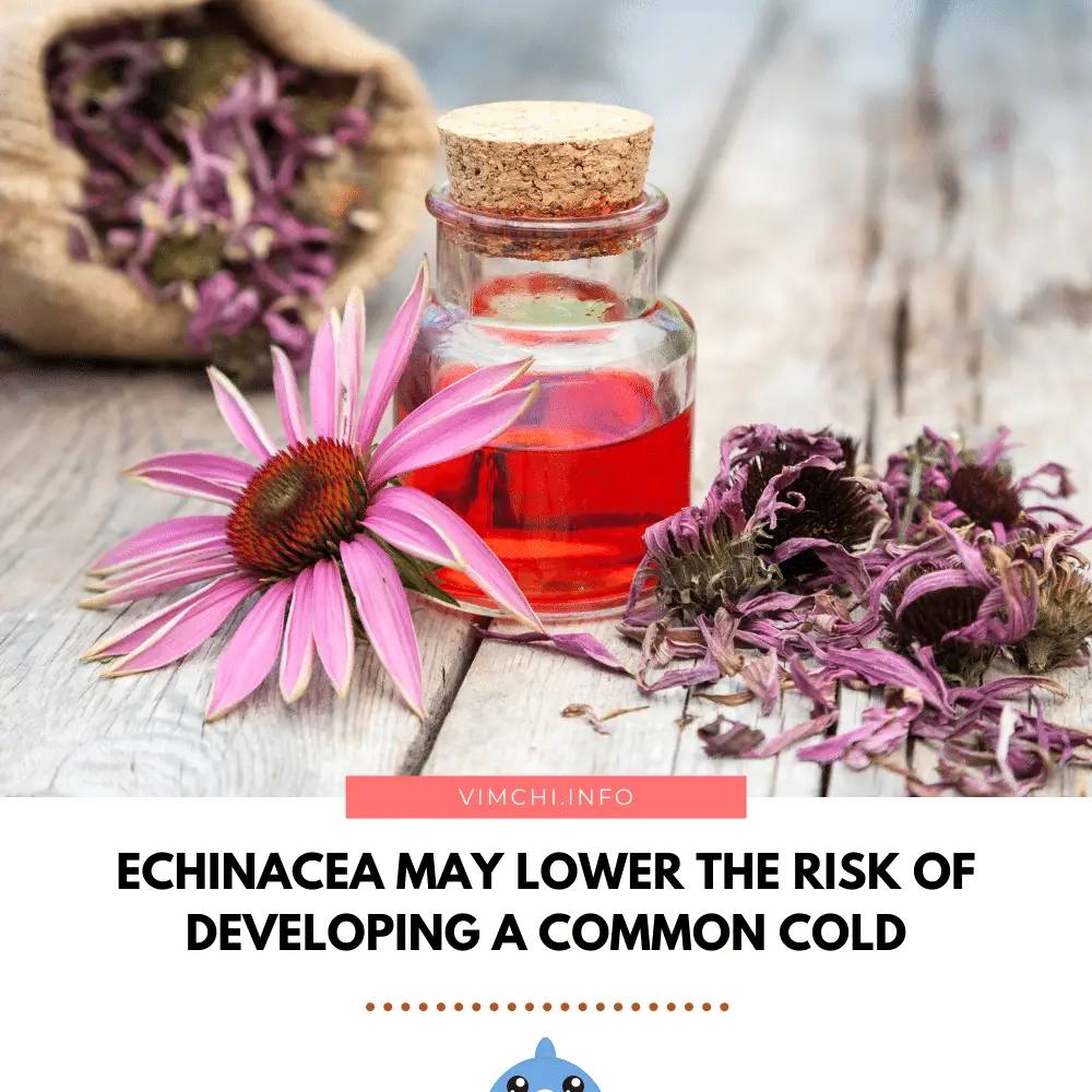 Will Paracetamol Help a Cold -- echinacea