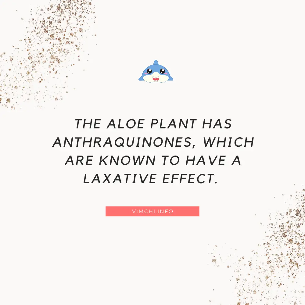 are aloe vera drinks good for you - aloe plant