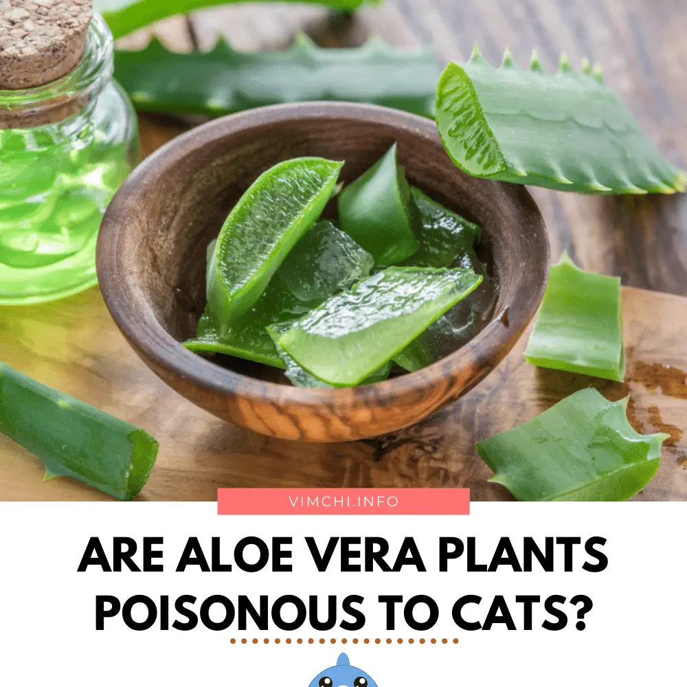 are aloe vera plants poisonous to cats