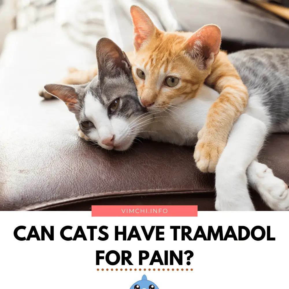 can cats have tramadol for pain