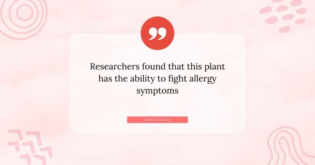 What Are Natural Remedies for Allergies -- rosemary