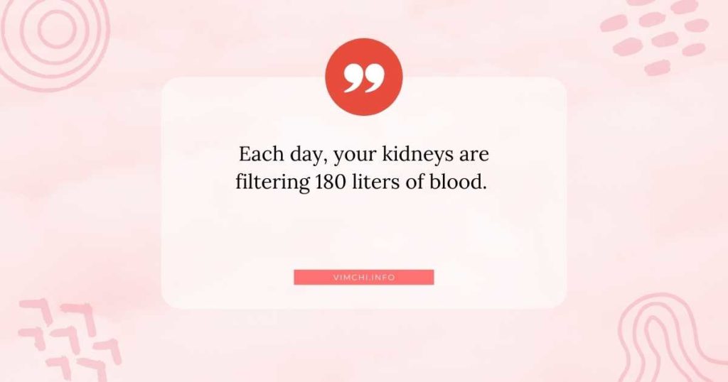 is a carnivore diet bad for kidneys -- filter 180L