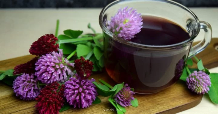 red clover tea