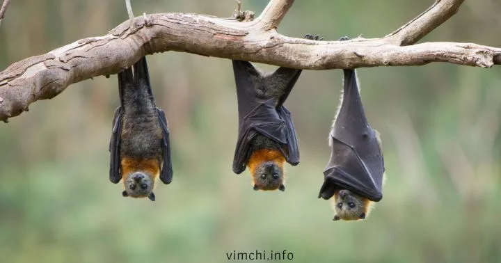 marburg virus from bats