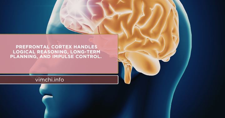 prefrontal cortex financial stress