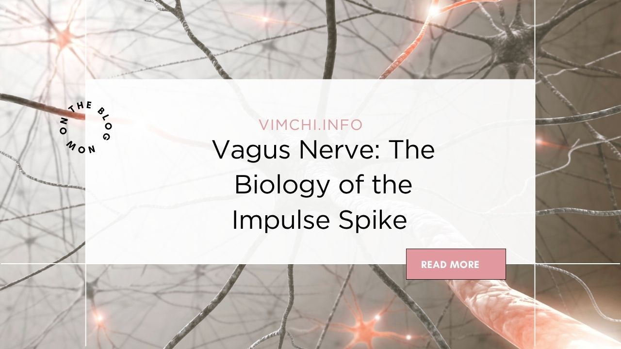 the vagus nerve