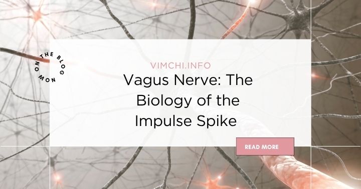 the vagus nerve